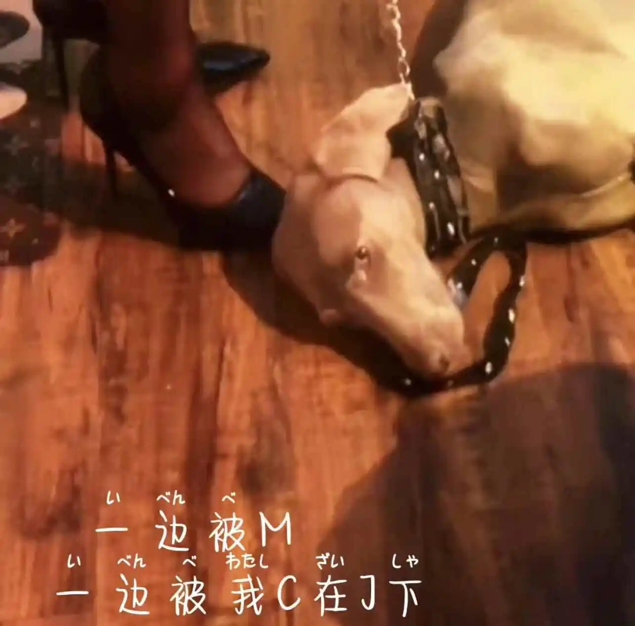 西檬之家-字母圈K8是什么？深入了解猫系角色扮演的魅力